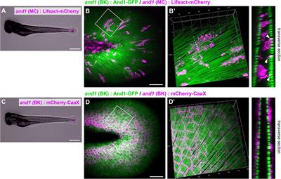 The Physical Role of Mesenchymal Cells Driven by the Actin Cytoskeleton Is Essential for the Orientation of Collagen Fibrils in Zebrafish Fins